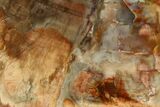 Petrified Wood (Araucaria) Slab - Madagascar #157831-1